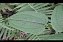 大武牛尾菜-葉正7.JPG