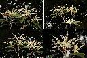 大武石櫟-花序1.jpg