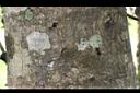 大武石櫟-莖04.JPG