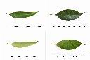 大武石櫟-葉2.jpg
