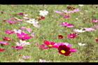 大波斯菊05.JPG
