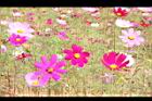 大波斯菊07.JPG