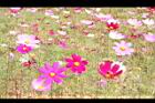 大波斯菊08.JPG