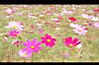 大波斯菊09.JPG