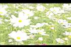 大波斯菊10.JPG