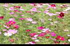 大波斯菊15.JPG