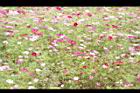 大波斯菊17.JPG