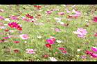 大波斯菊18.JPG