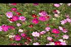 大波斯菊20.JPG