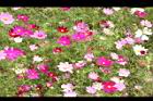 大波斯菊22.JPG