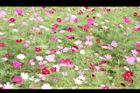 大波斯菊26.JPG