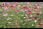 大波斯菊29.JPG