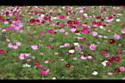 大波斯菊30.JPG