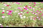 大波斯菊34.JPG