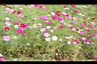 大波斯菊35.JPG