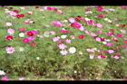 大波斯菊36.JPG