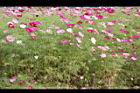 大波斯菊42.JPG