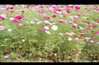 大波斯菊43.JPG