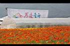 103新社花海068.JPG