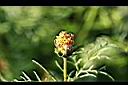 大波斯菊-實1.jpg