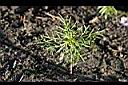 大波斯菊-幼株0.jpg
