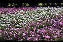 大波斯菊-花海0.jpg