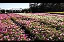 大波斯菊-花海1.jpg