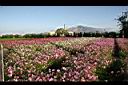 大波斯菊-花海3.jpg