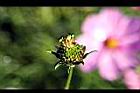 大波斯菊-實0.jpg