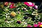 大波斯菊-實2.jpg