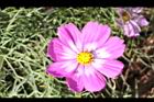 大波斯菊-粉紅08.JPG