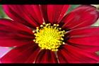 大波斯菊-花心07.JPG