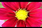 大波斯菊-花心08.JPG