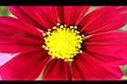 大波斯菊-花心09.JPG