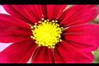 大波斯菊-花心10.JPG