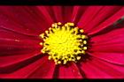 大波斯菊-花心12.JPG