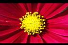大波斯菊-花心13.JPG