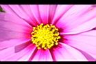 大波斯菊-花心19.JPG