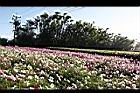 大波斯菊-花海2.jpg