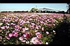 大波斯菊-花海4.jpg