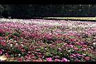 大波斯菊-花海5.jpg