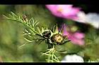 大波斯菊-花苞1.jpg