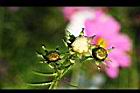 大波斯菊12.jpg