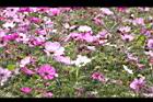 大波斯菊70.JPG