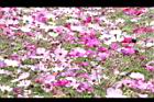 大波斯菊71.JPG