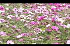 大波斯菊72.JPG