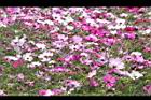 大波斯菊73.JPG