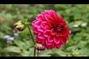 大理花-花01.jpg