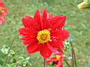 大理花-花03.JPG