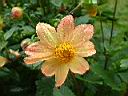 大理花-花06.JPG